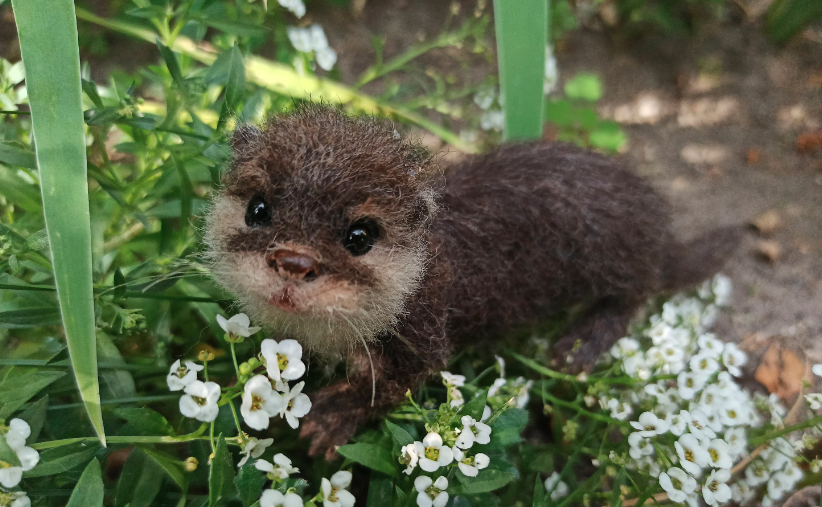 Cara merawat baby otter