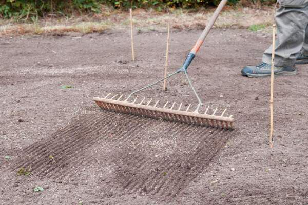 Cara Menanam Rumput Odot Di Lahan Kering