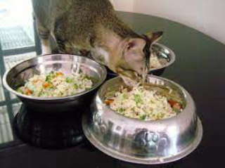 How to Make Cat Food Gravy