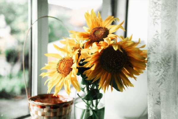 How To Care For Sunflowers In A Vase