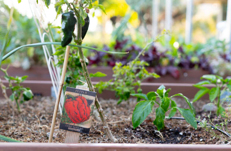 How to Keep Bugs Off Vegetable Plants