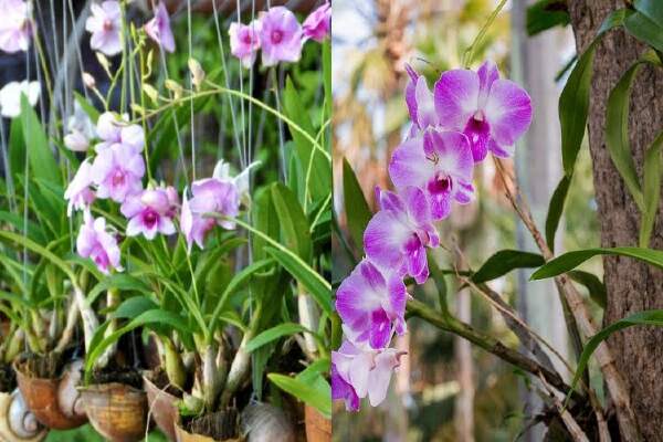 How To Grow Orchids From Seed