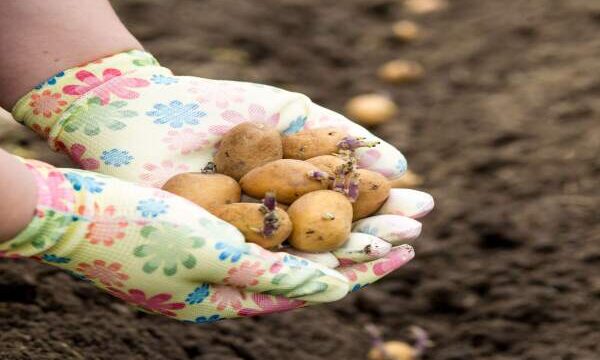 How To Plant Potatoes With Sprouts