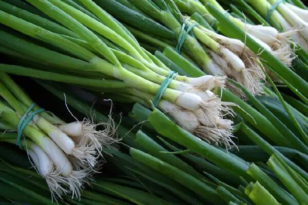 How To Dehydrate Green Onions