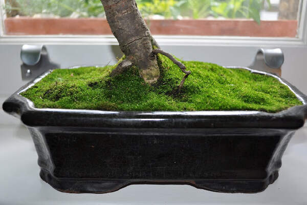 How To Grow Moss Bonsai