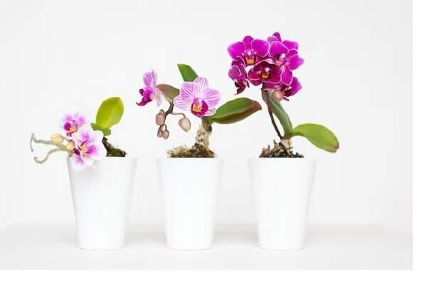 How To Grow Orchids From Seed