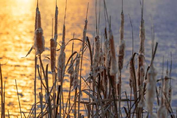 How To Plant Cattails
