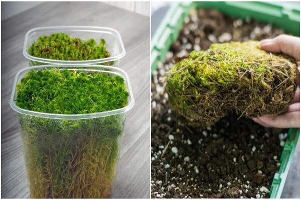 How To Grow Sphagnum Moss