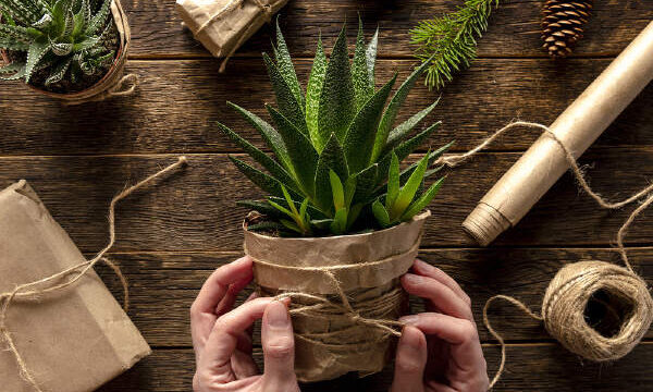 How To Wrap A Plant For A Gift