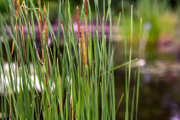 How To Plant Cattails