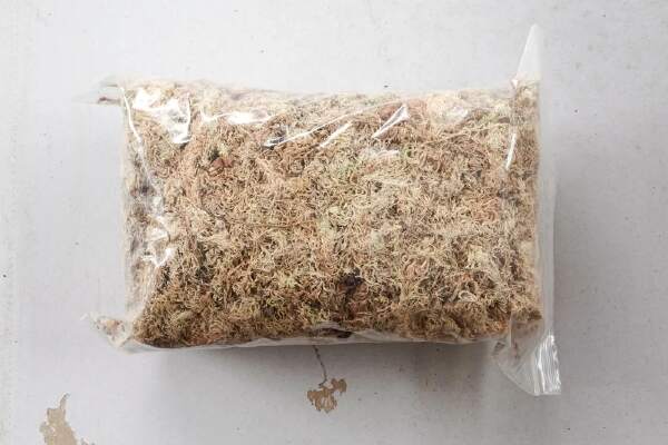 How To Grow Sphagnum Moss