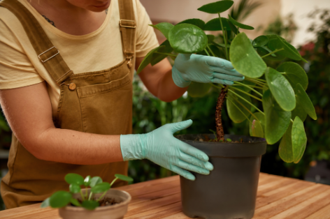 How to Care for Tropical Plants indoor