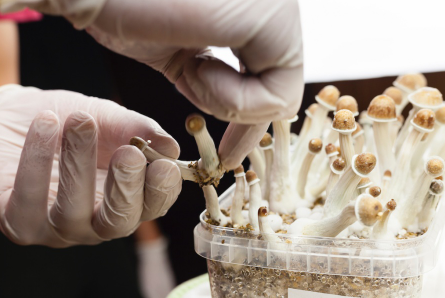 How to Grow Magic Mushroom