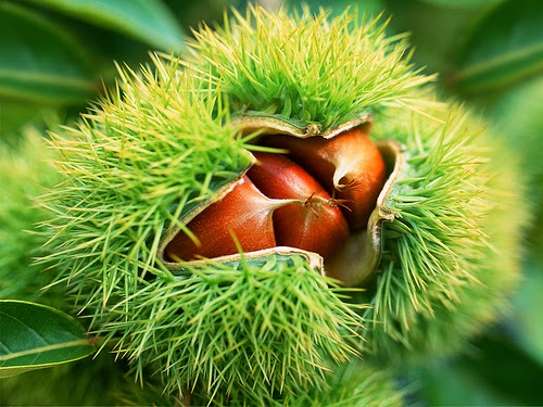 How to Plant and Growing Chestnut from Seeds