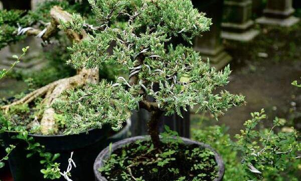 How To Care For A Juniper Bonsai Tree