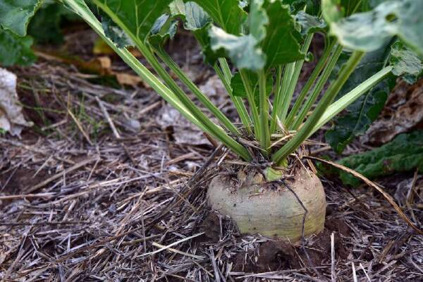 How To Grow Sugar Beets