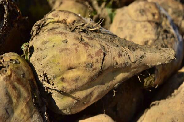 How To Grow Sugar Beets