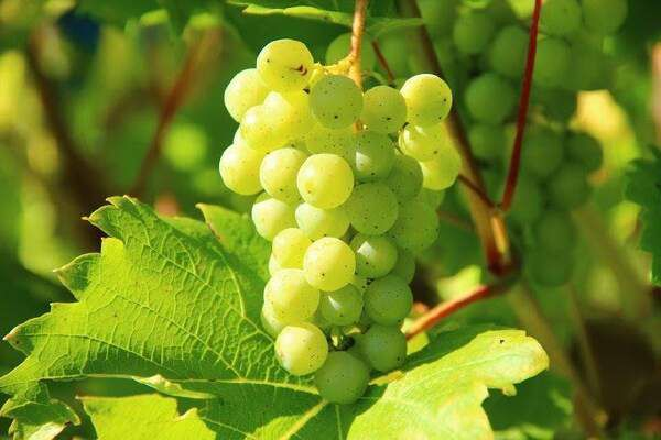 How To Plant Crack Grapes
