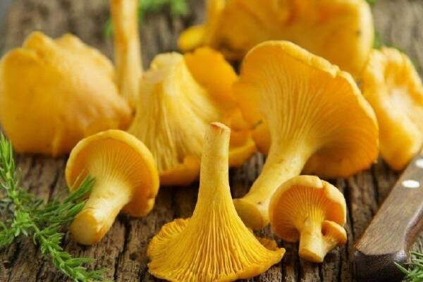 How To Grow Chanterelle Mushrooms