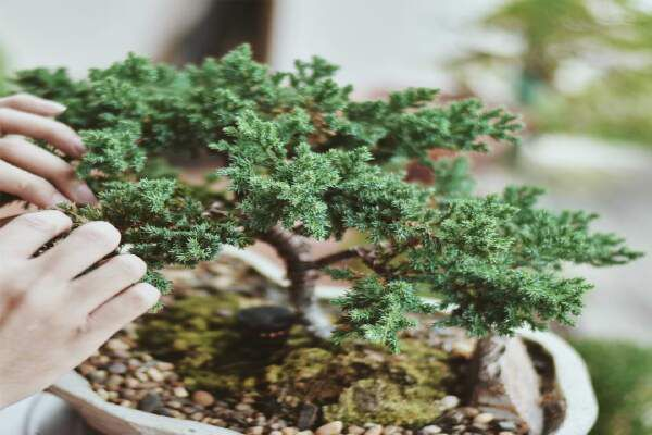 How To Care For A Juniper Bonsai Tree