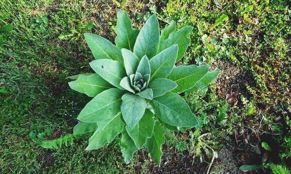 How To Grow Mullein