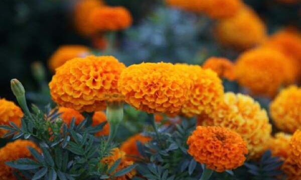 How To Make Paper Marigolds