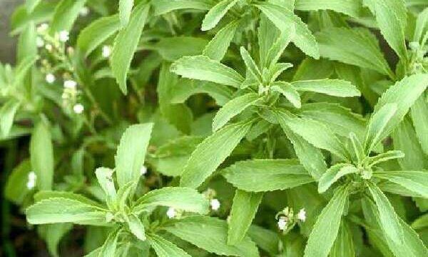 How To Use Stevia Plant