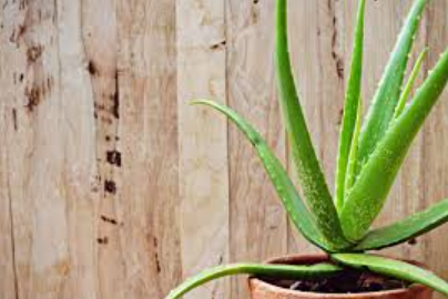 How to Repot Aloe Vera Plant