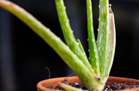 How to Repot Aloe Vera Plant