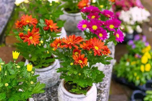 How To Plant Chrysanthemum Seeds