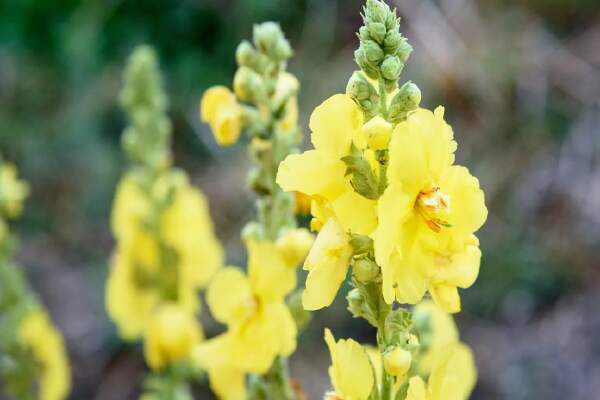 How To Grow Mullein