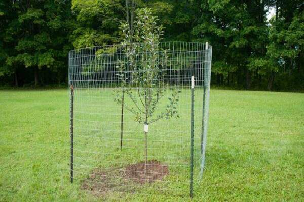 How To Protect Fruit Trees From Deer