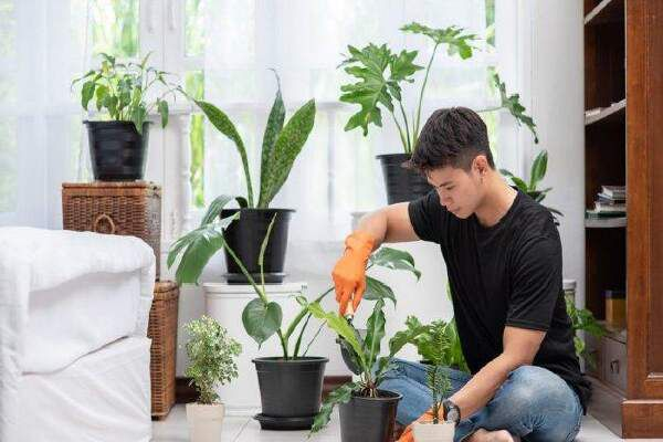 How To Grow Autoflower