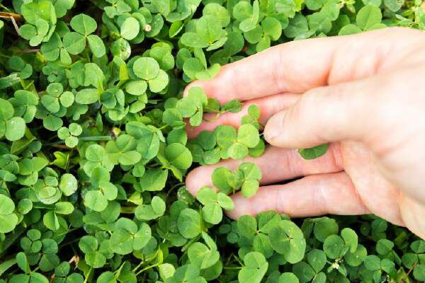 How To Plant Clover