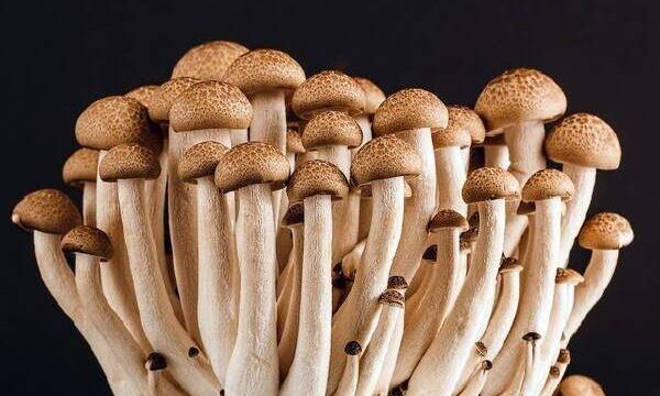 How To Grow Enoki Mushrooms