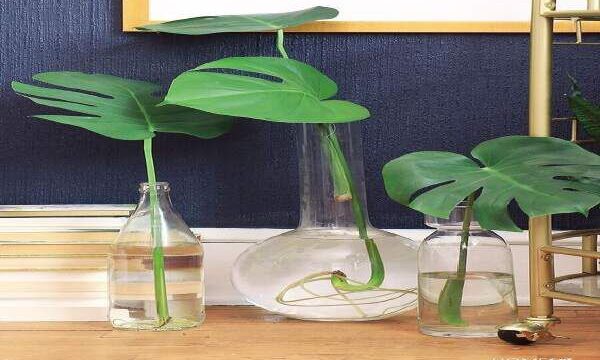 How To Clone Plants In Water