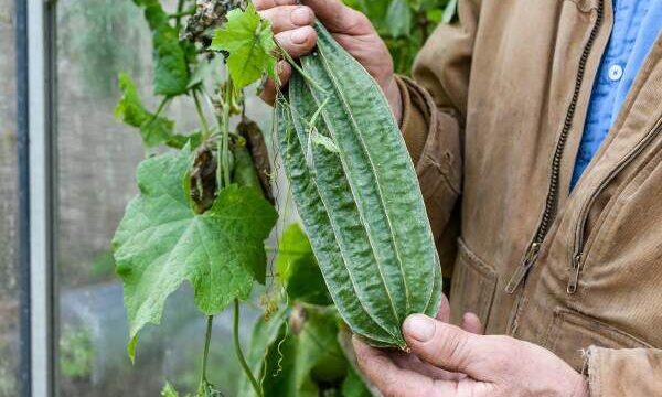 How To Grow Loofah Plants