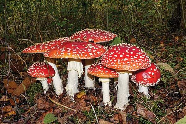 How To Grow Amanita Muscaria