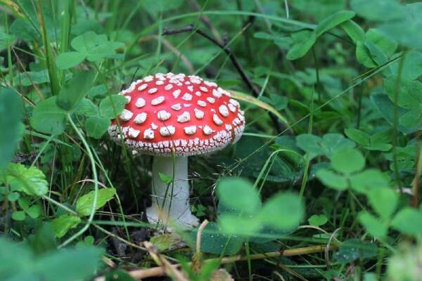 How To Grow Amanita Muscaria