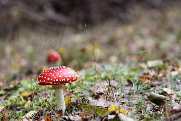 How To Grow Amanita Muscaria