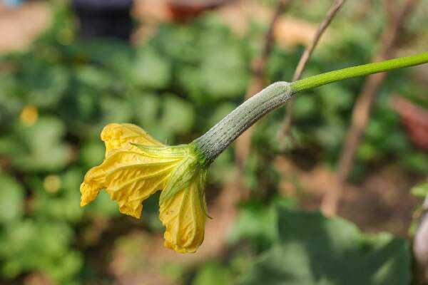 How To Grow Loofah Plants