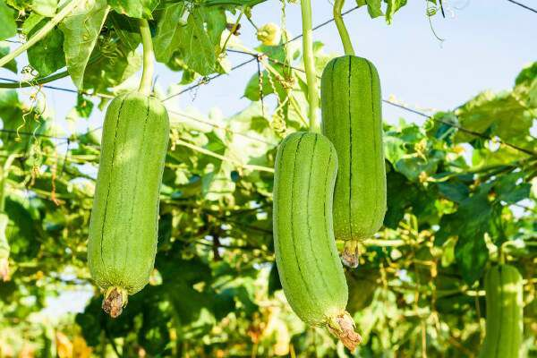 How To Grow Loofah Plants