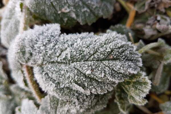 How To Protect Fruit Trees From Frost