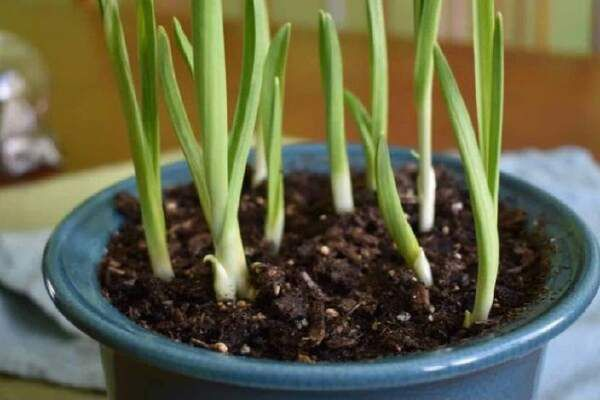 How To Plant Garlic