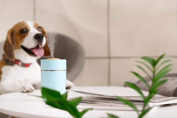 How To Cure Dry Skin On Dogs