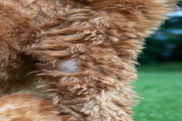 How To Cure Dry Skin On Dogs