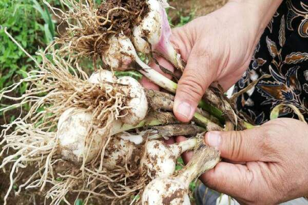 How To Plant Garlic