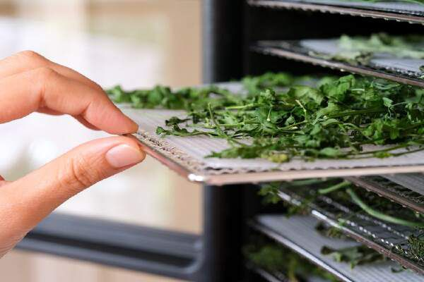 How To Dry Parsley