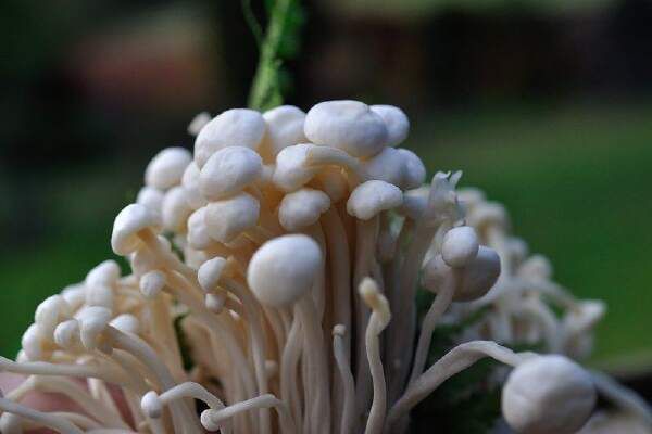 How To Grow Enoki Mushrooms