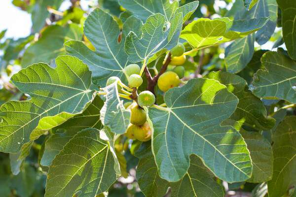How To Grow A Fig Tree From A Cutting